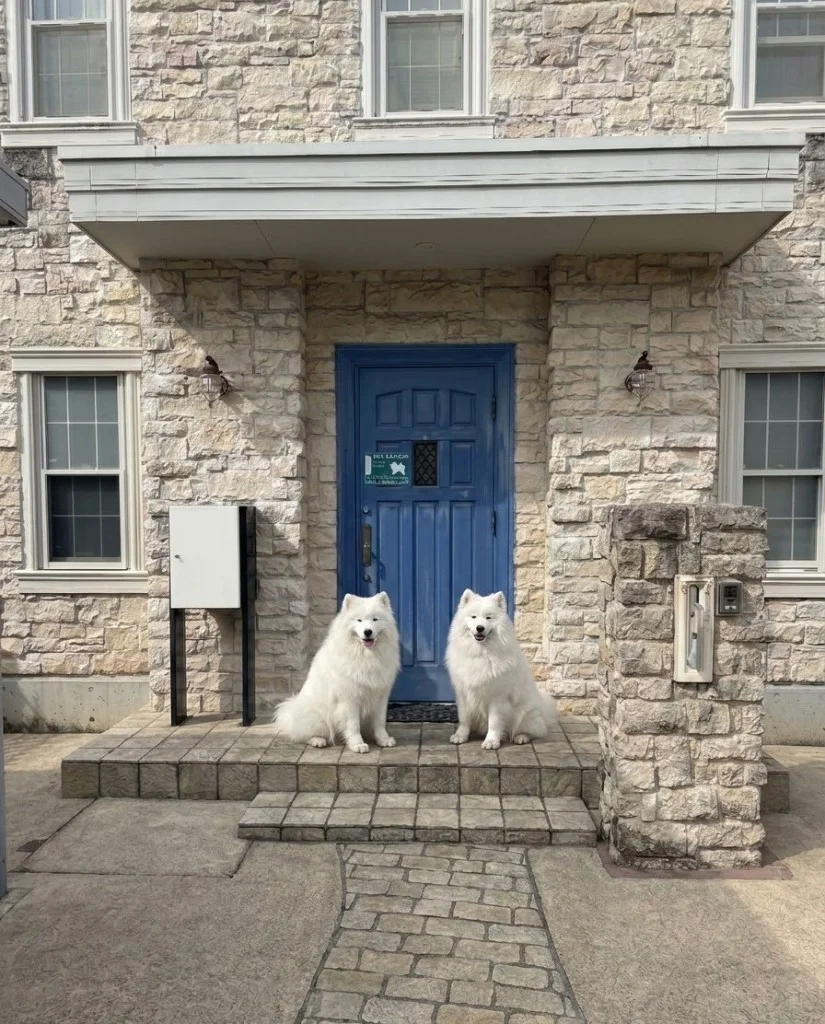 紅葉の中で座るサモエド