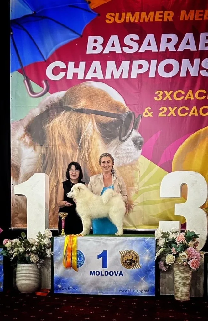 ドッグショーで評価されたサモエド