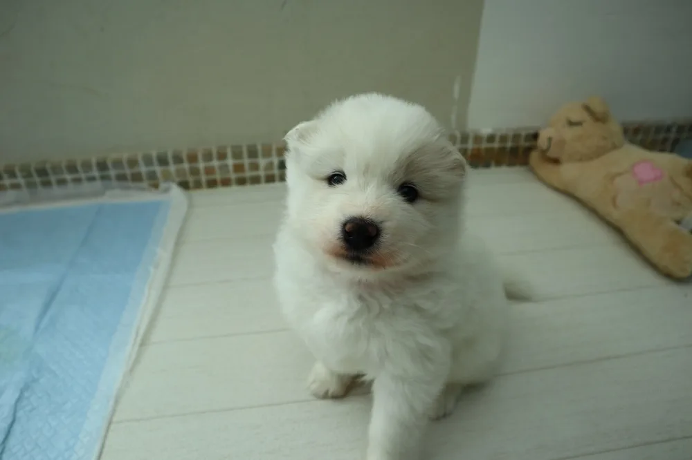 巣立ったサモエドの子犬ギャラリー 1