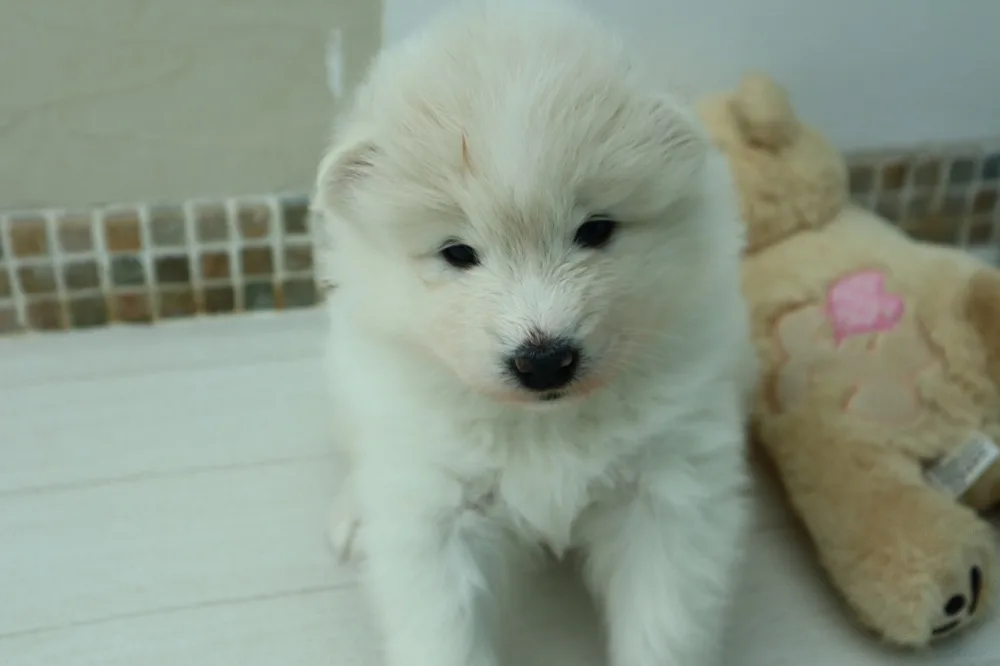 巣立ったサモエドの子犬ギャラリー 2