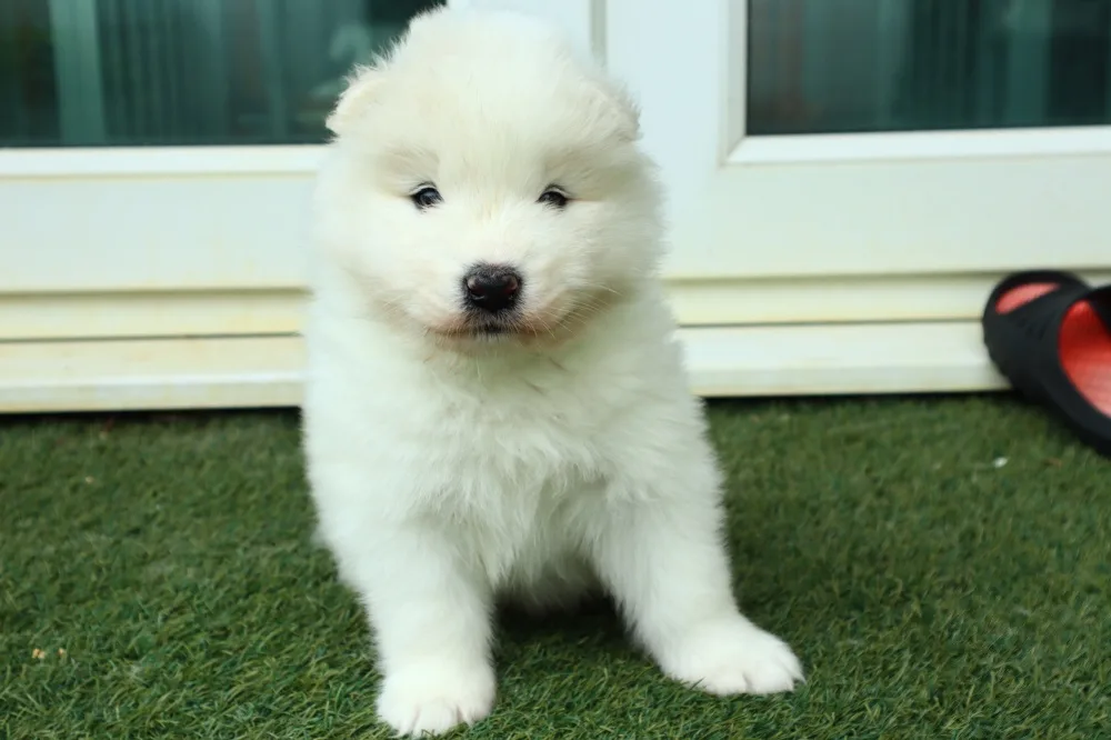 巣立ったサモエドの子犬ギャラリー 3