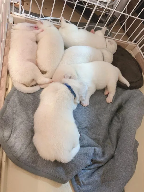 巣立ったサモエドの子犬ギャラリー 4