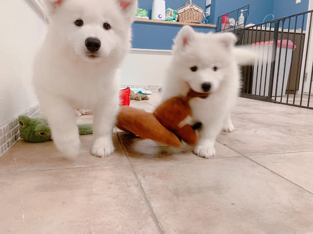 巣立ったサモエドの子犬ギャラリー 5