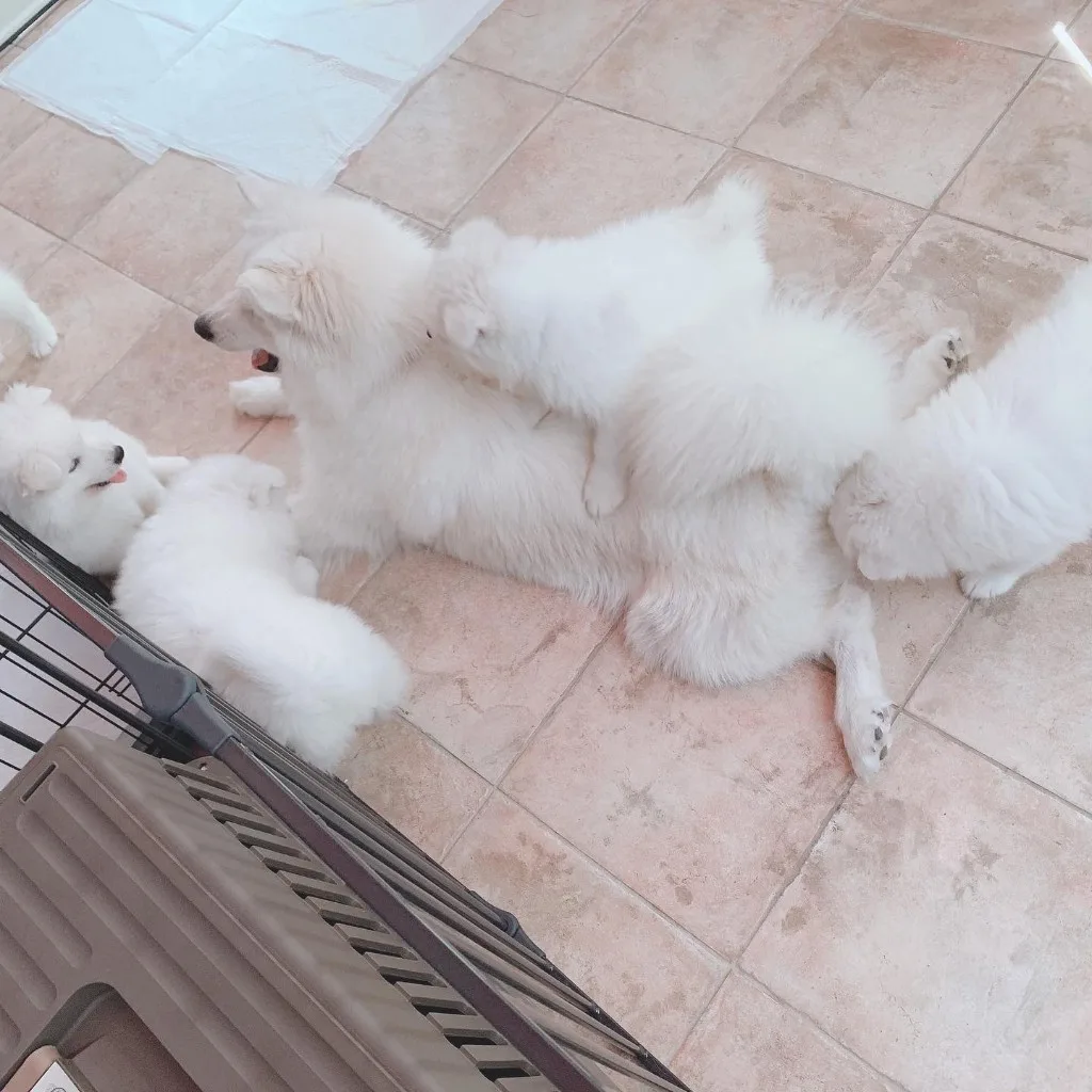 巣立ったサモエドの子犬ギャラリー 6