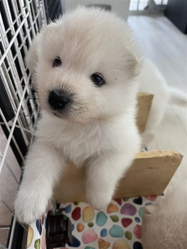 巣立ったサモエドの子犬ギャラリー 7