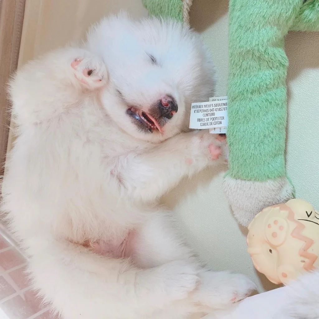 巣立ったサモエドの子犬ギャラリー 8