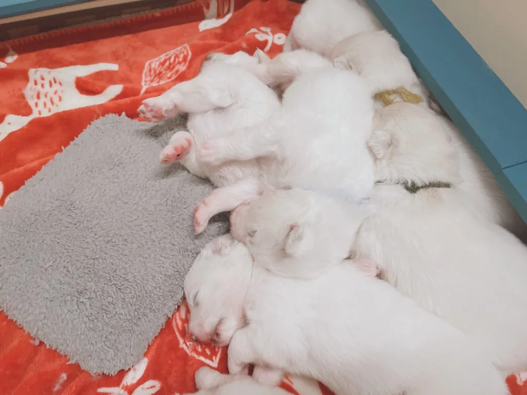 巣立ったサモエドの子犬ギャラリー 9