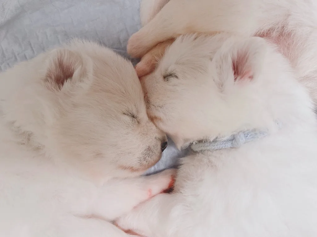 巣立ったサモエドの子犬ギャラリー 11