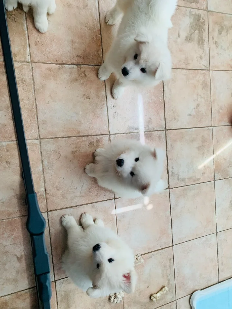 巣立ったサモエドの子犬ギャラリー 12