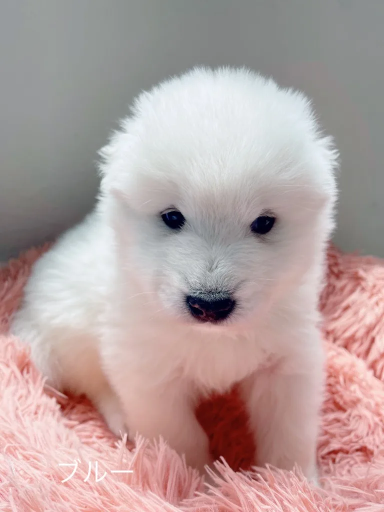 巣立ったサモエドの子犬ギャラリー 13