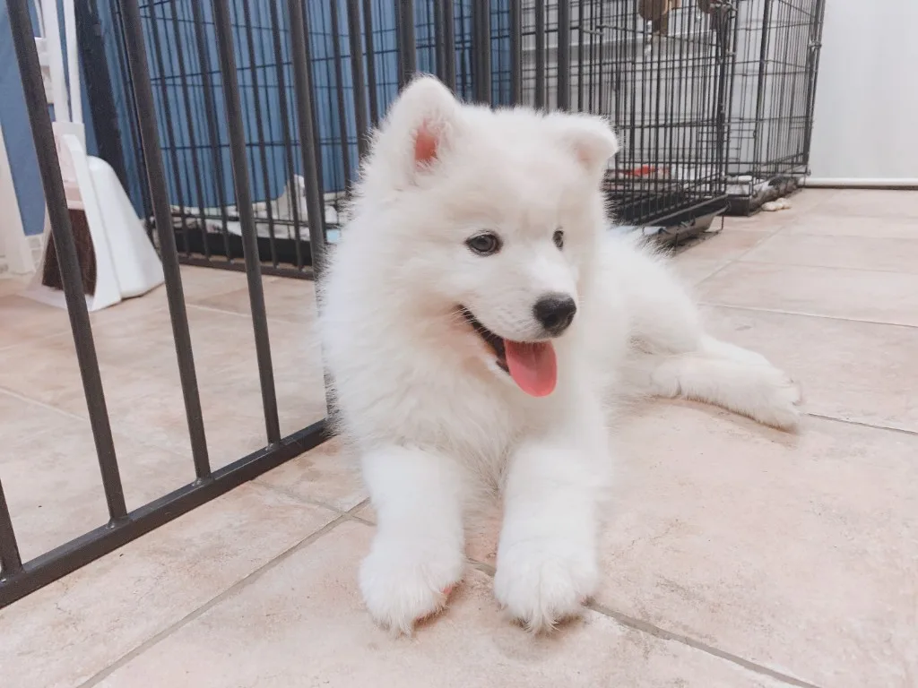 巣立ったサモエドの子犬ギャラリー 14