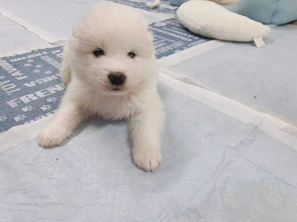 巣立ったサモエドの子犬ギャラリー 15