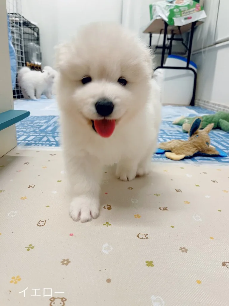 巣立ったサモエドの子犬ギャラリー 16