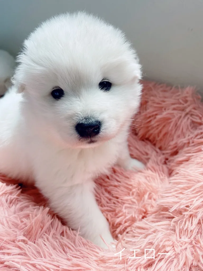 巣立ったサモエドの子犬ギャラリー 17