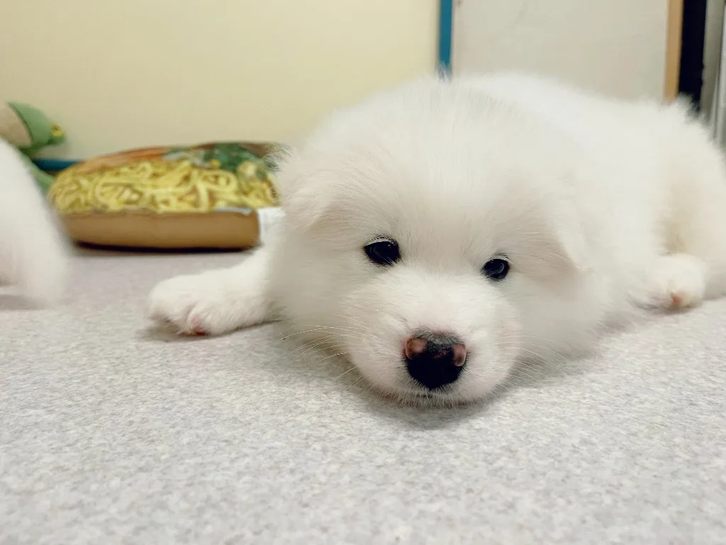 巣立ったサモエドの子犬ギャラリー 18