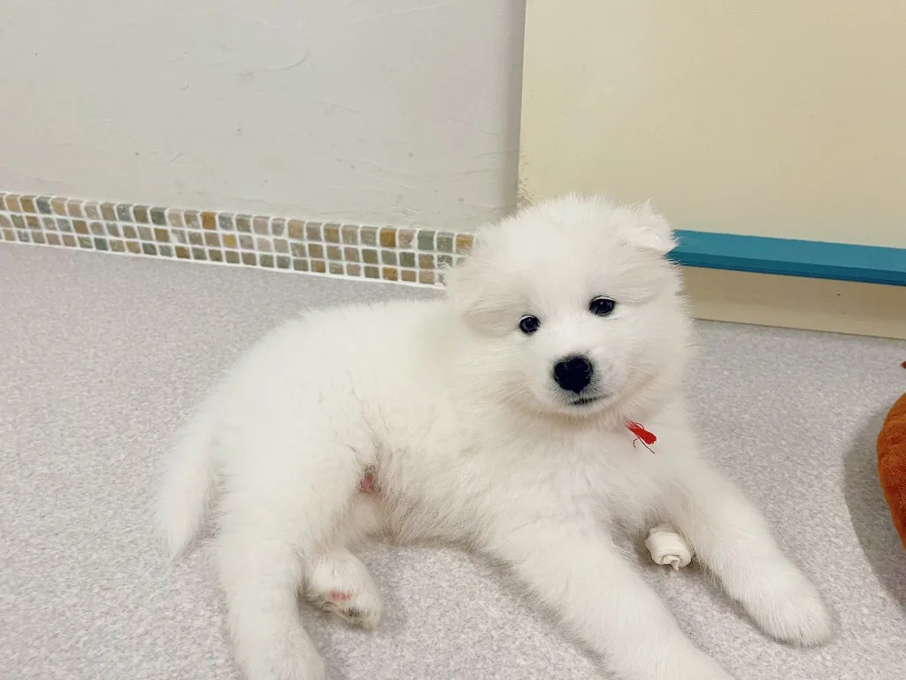 巣立ったサモエドの子犬ギャラリー 19