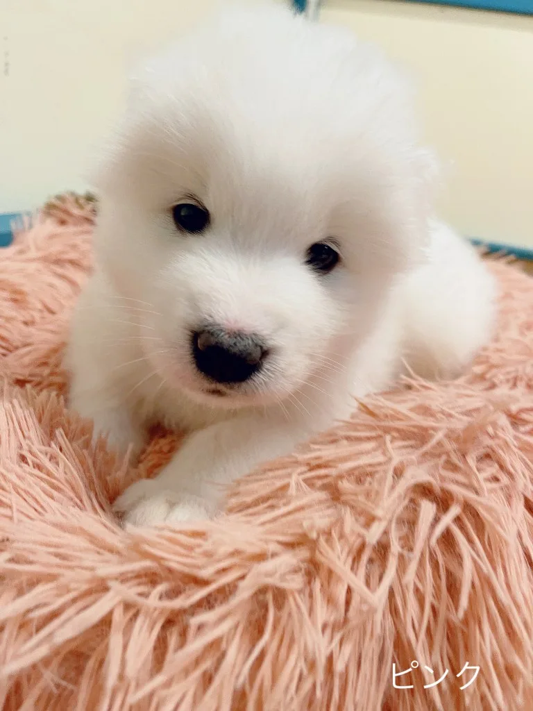 巣立ったサモエドの子犬ギャラリー 20