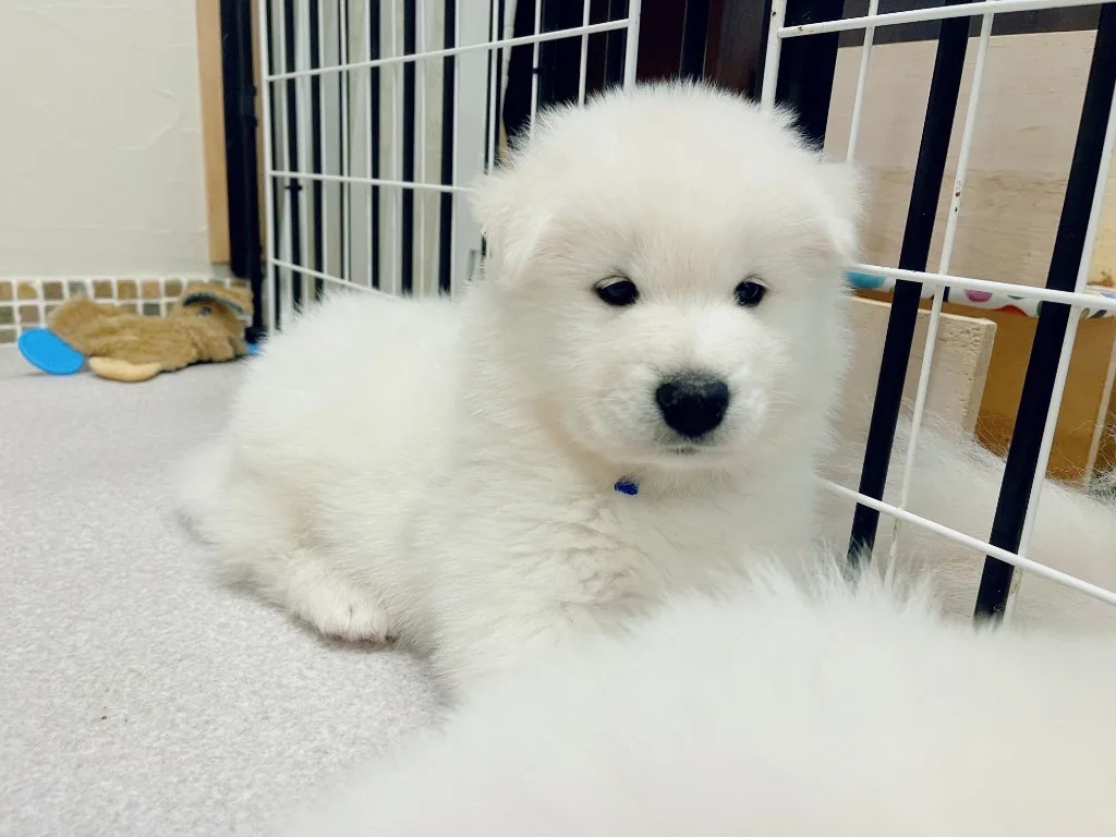 巣立ったサモエドの子犬ギャラリー 21