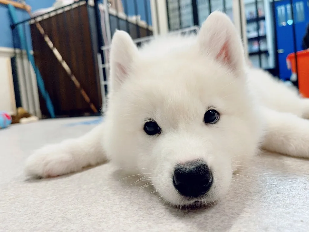 巣立ったサモエドの子犬ギャラリー 22