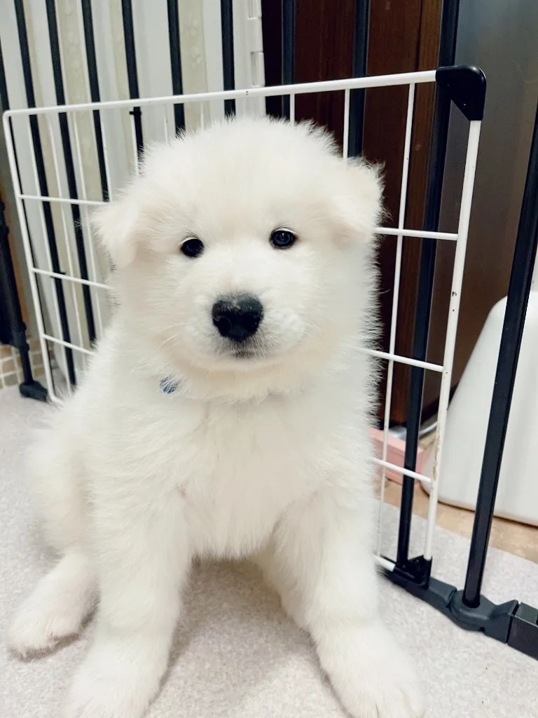 巣立ったサモエドの子犬ギャラリー 23