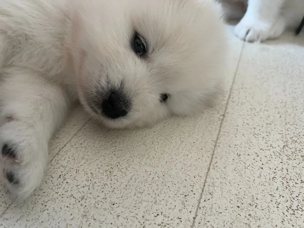 巣立ったサモエドの子犬ギャラリー 24