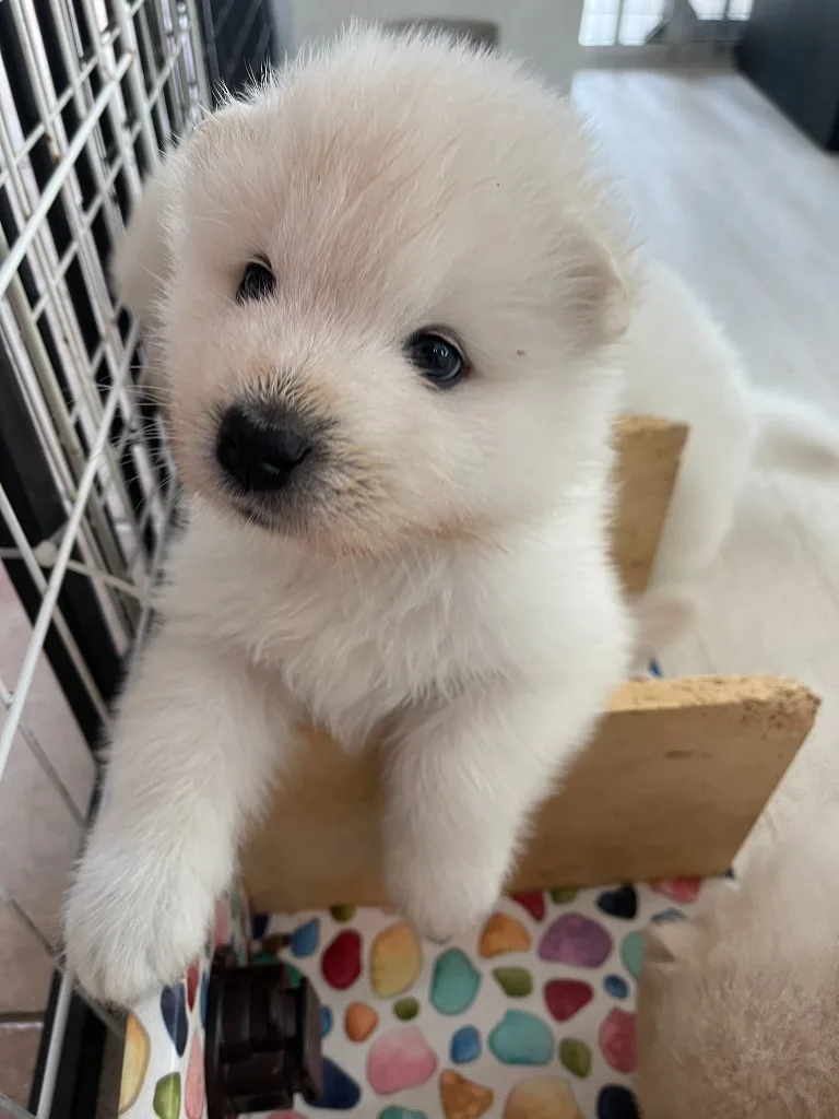 巣立ったサモエドの子犬ギャラリー 25