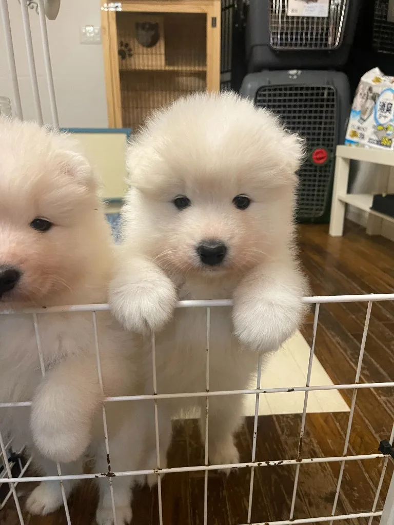 巣立ったサモエドの子犬ギャラリー 26