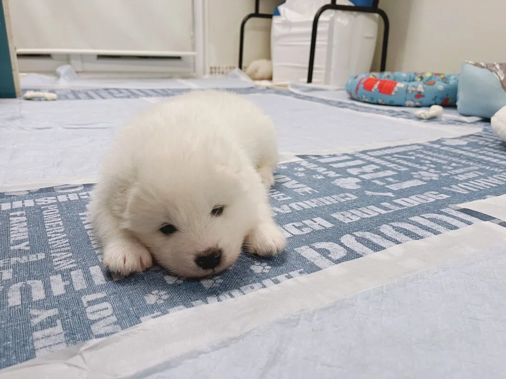 巣立ったサモエドの子犬ギャラリー 27