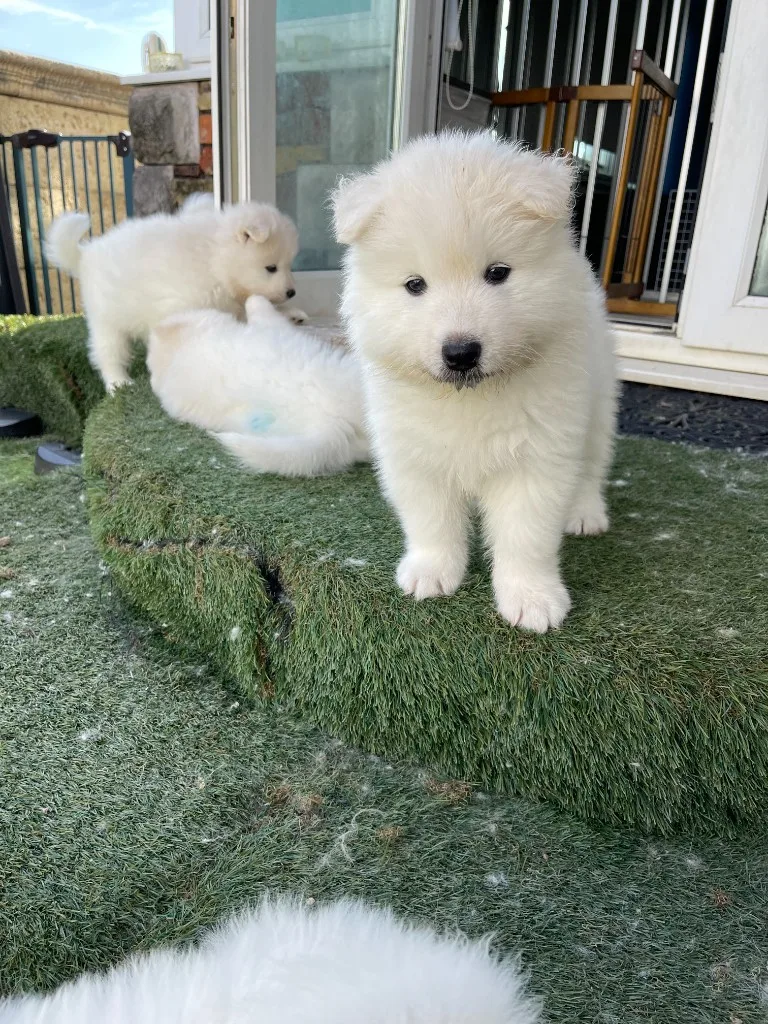 巣立ったサモエドの子犬ギャラリー 28