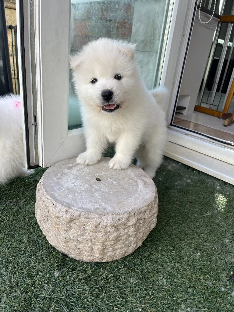 巣立ったサモエドの子犬ギャラリー 29