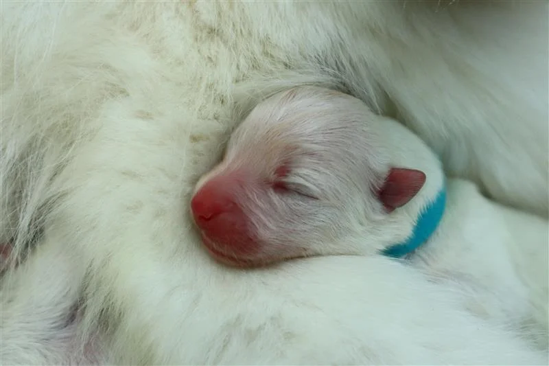 巣立ったサモエドの子犬ギャラリー 30