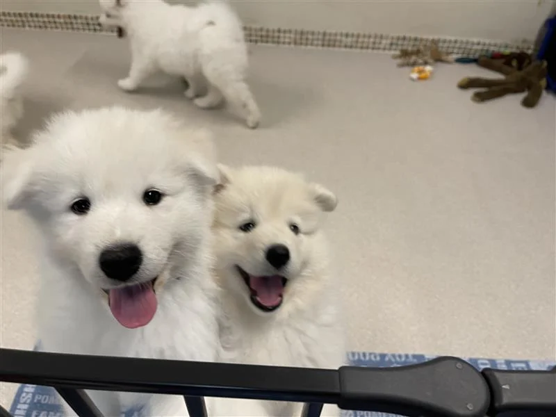 巣立ったサモエドの子犬ギャラリー 31