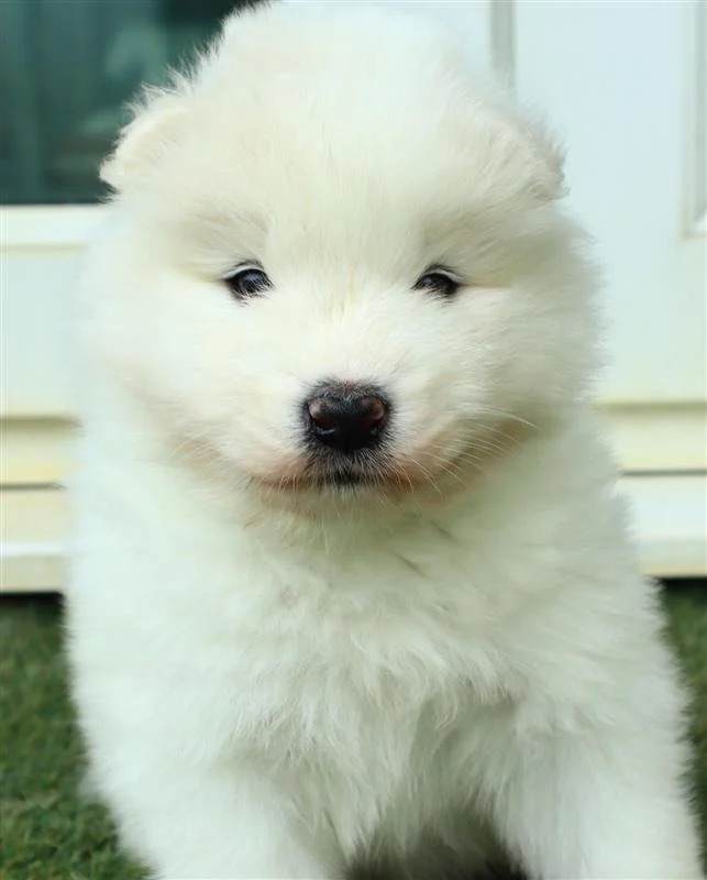 巣立ったサモエドの子犬ギャラリー 32