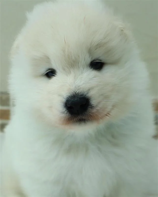 巣立ったサモエドの子犬ギャラリー 33