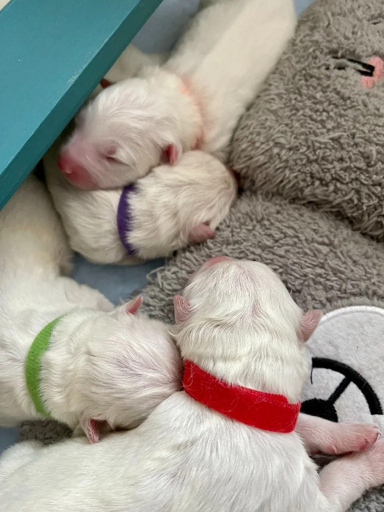 巣立ったサモエドの子犬ギャラリー 35