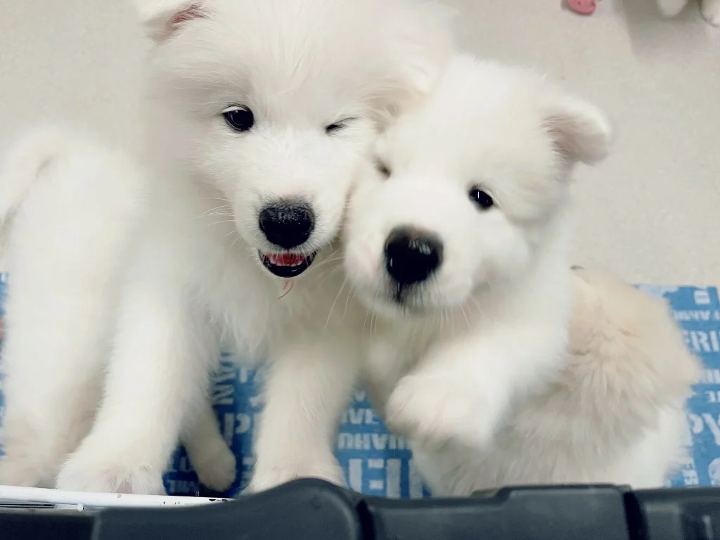 巣立ったサモエドの子犬ギャラリー 36