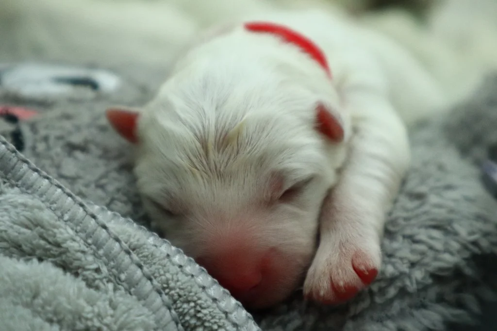 巣立ったサモエドの子犬ギャラリー 37