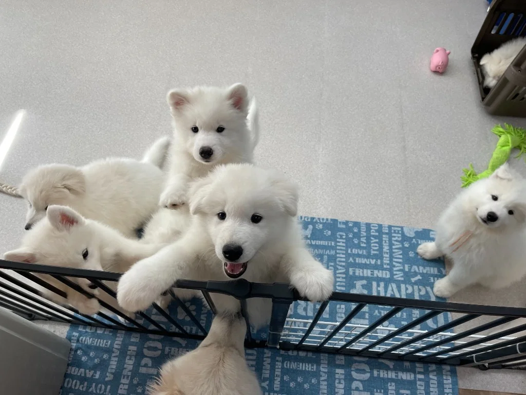 巣立ったサモエドの子犬ギャラリー 38