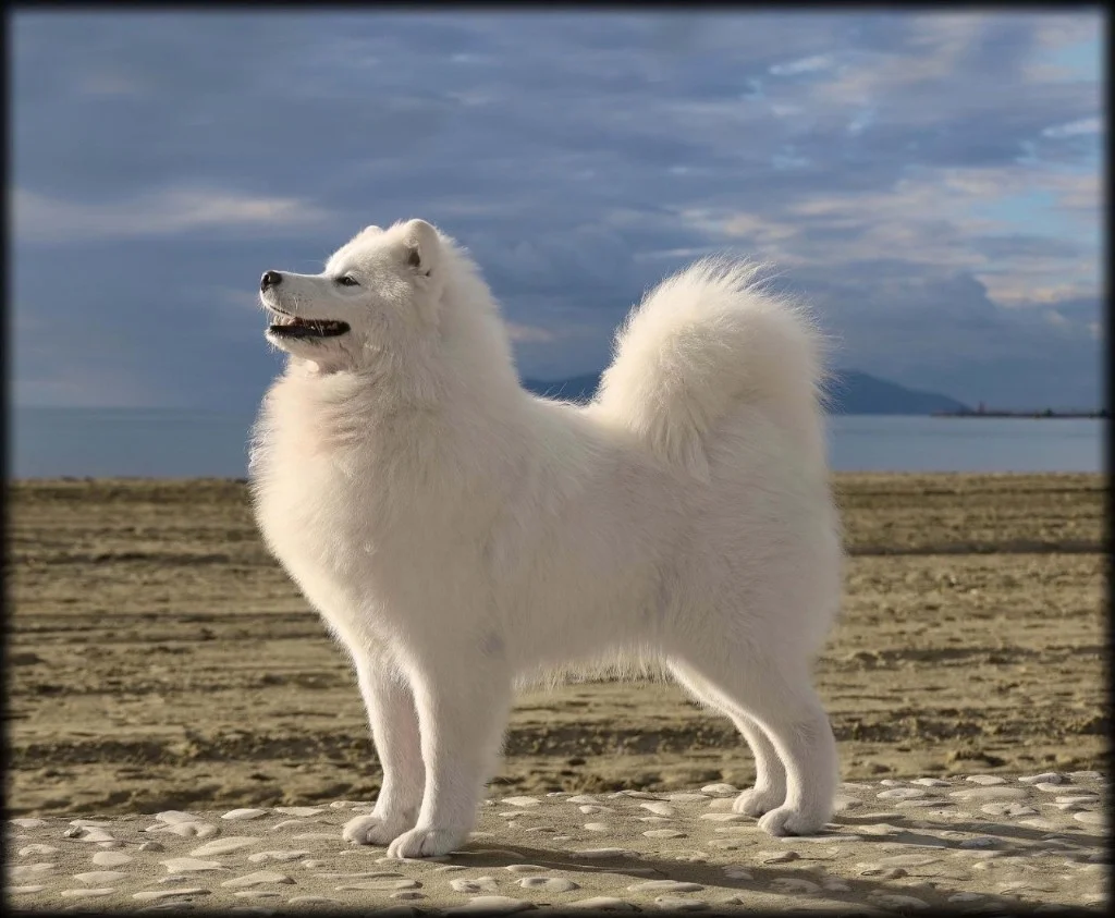 クビトカ（DAENERYS QUITIKA WHITE DREAM）