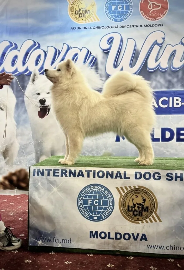 種犬 クビトカ - GIRLS(ウクライナ モルドバ他多数のジュニアチャンピオン)