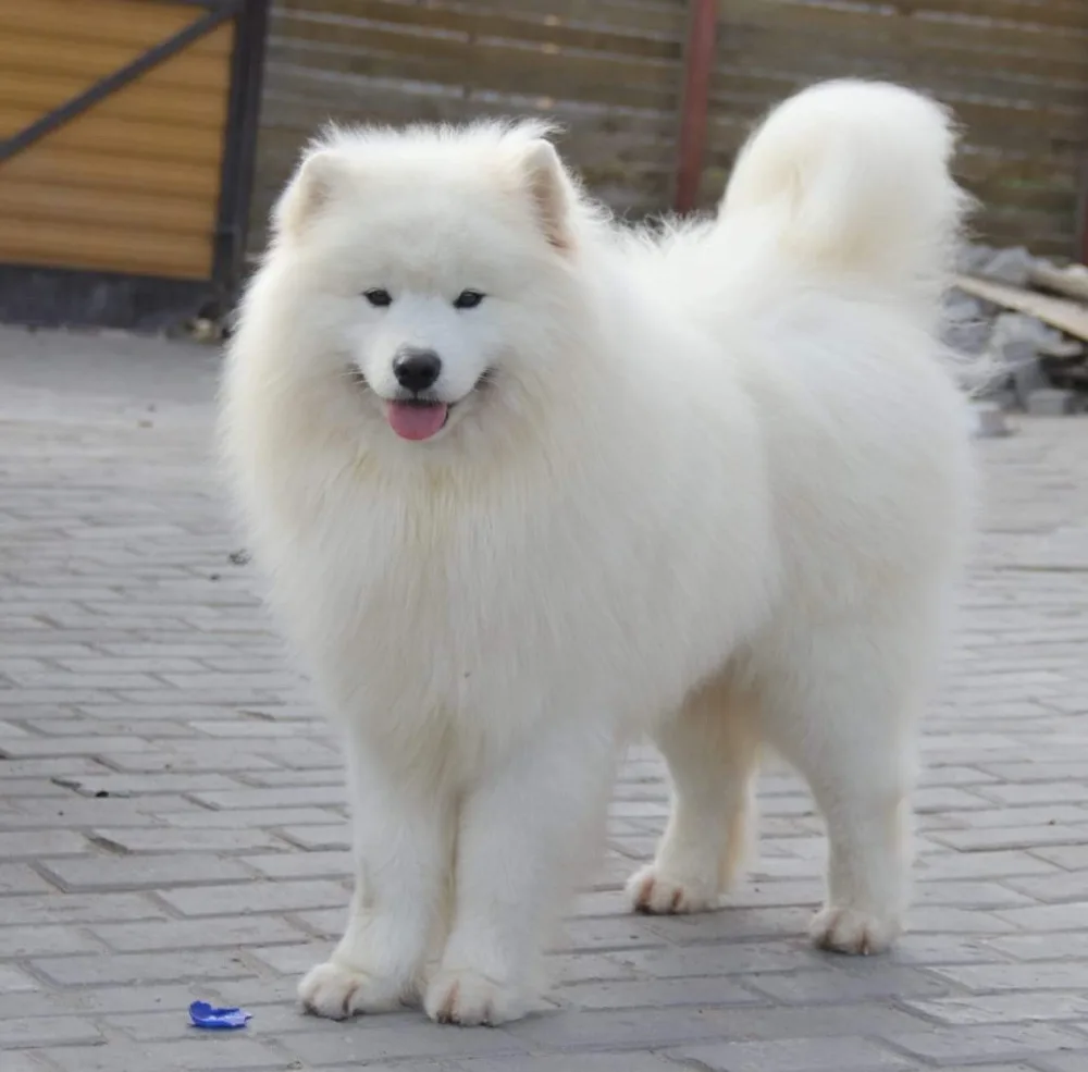 種犬 サム - BOYS(ロシアチャンピオン)