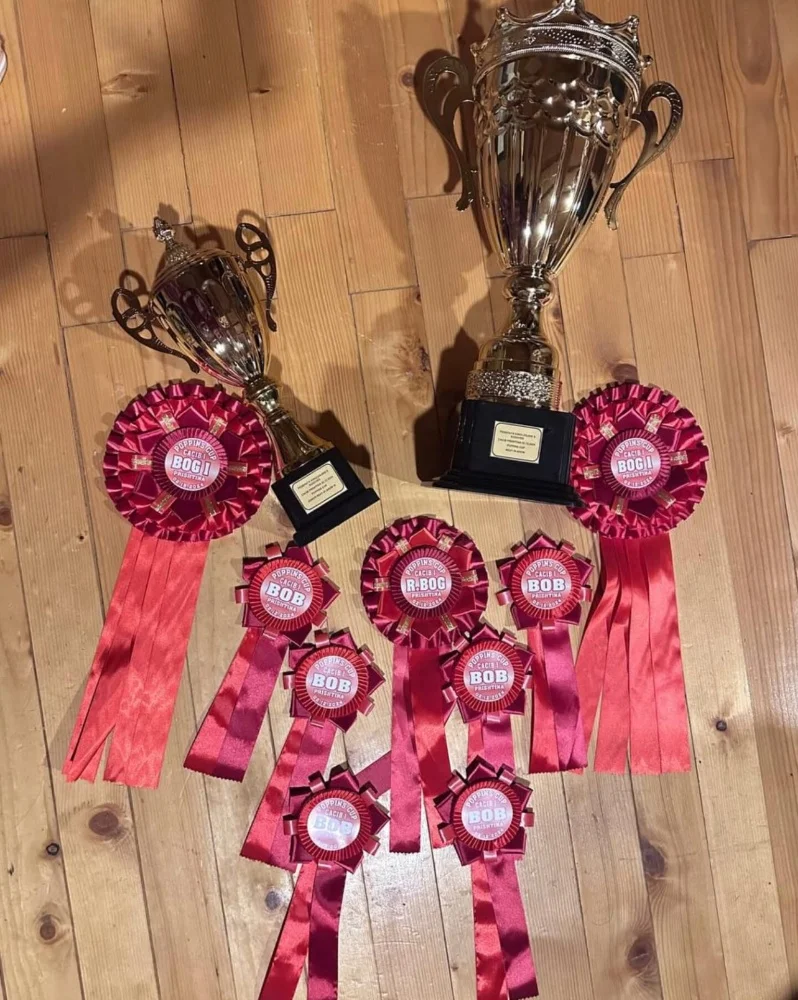 ドッグショーのトロフィーとロゼット