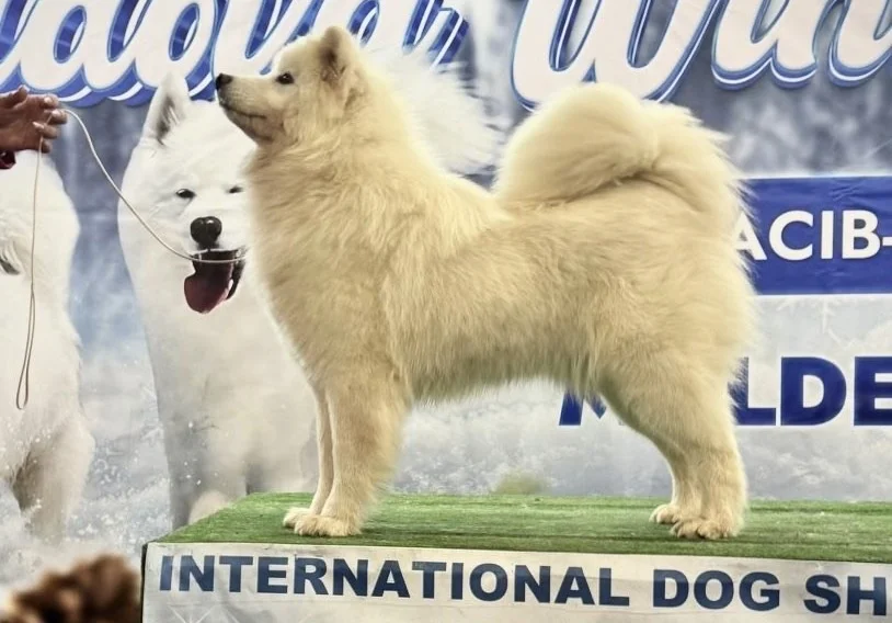 ショー会場で立つサモエド