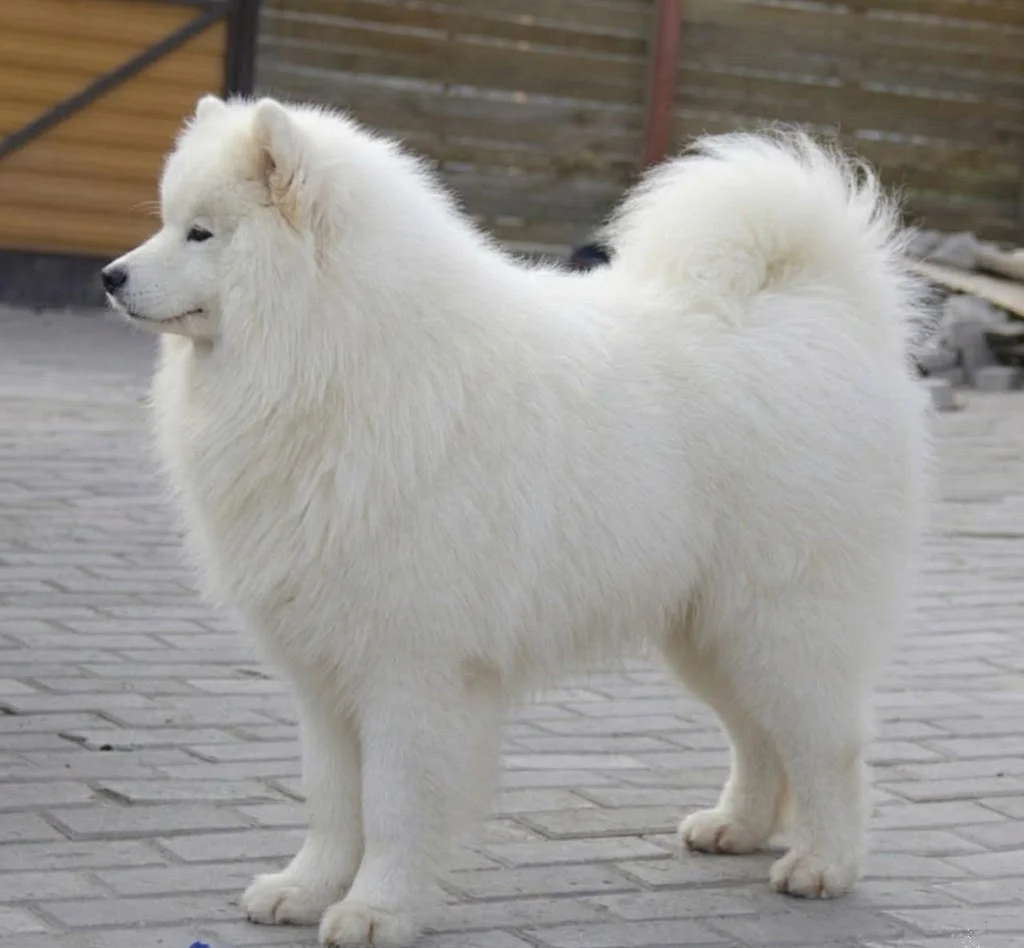 サム（BELIY VOLK SENSEY）